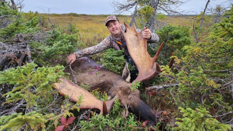 Episode title card: Giant Newfoundland Bull Moose