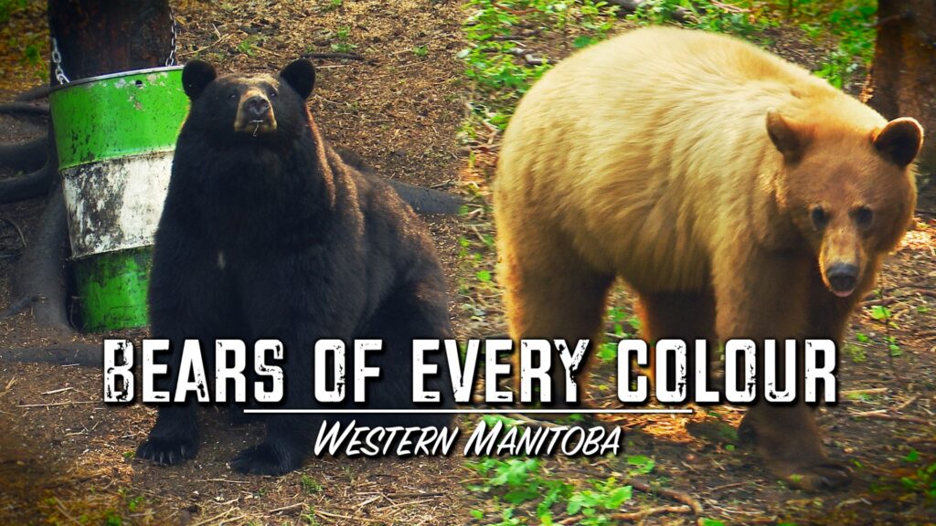 Black bears from Bears of Every Colour, a Manitoba hunt with Hawthorn Outfitting, one of the hunting outfitters on the show